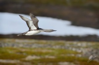 Potaplice mala - Gavia stellata - Red-throated Loon 8226a